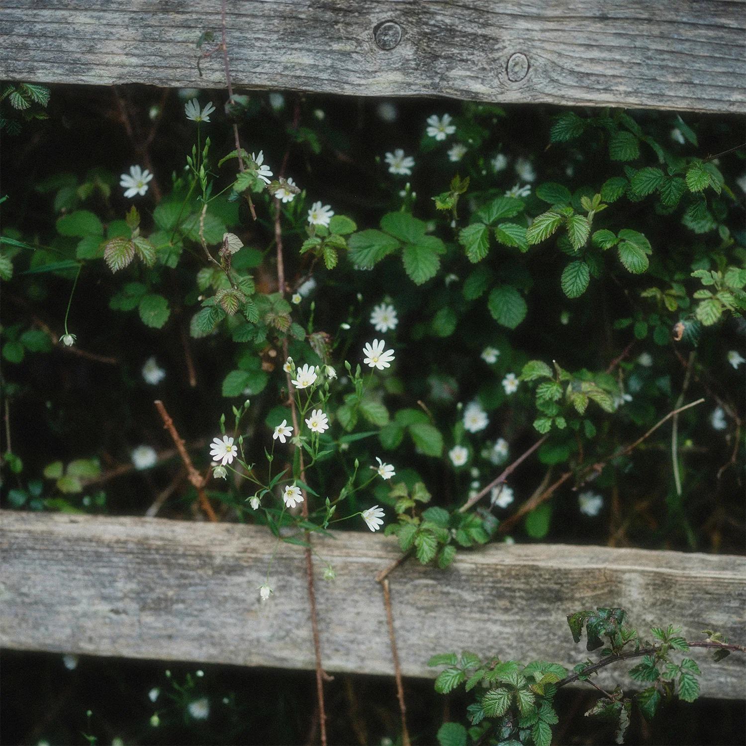 Raspberry Lane – Milkhouse Candle Co.